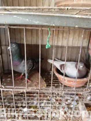 রেসার কবুতর